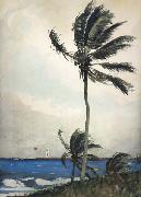 Winslow Homer Palm Tree,Nassau (mk44) china oil painting reproduction